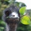 070521_emu_1.jpg