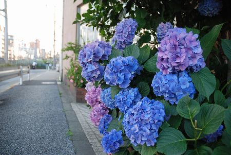 070616_ajisai.jpg