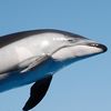 070619_dolphin.jpg