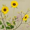 070619_flower.jpg
