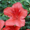 070622_flower.jpg
