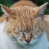 070722_neko.jpg