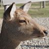 080110_deer_4.jpg